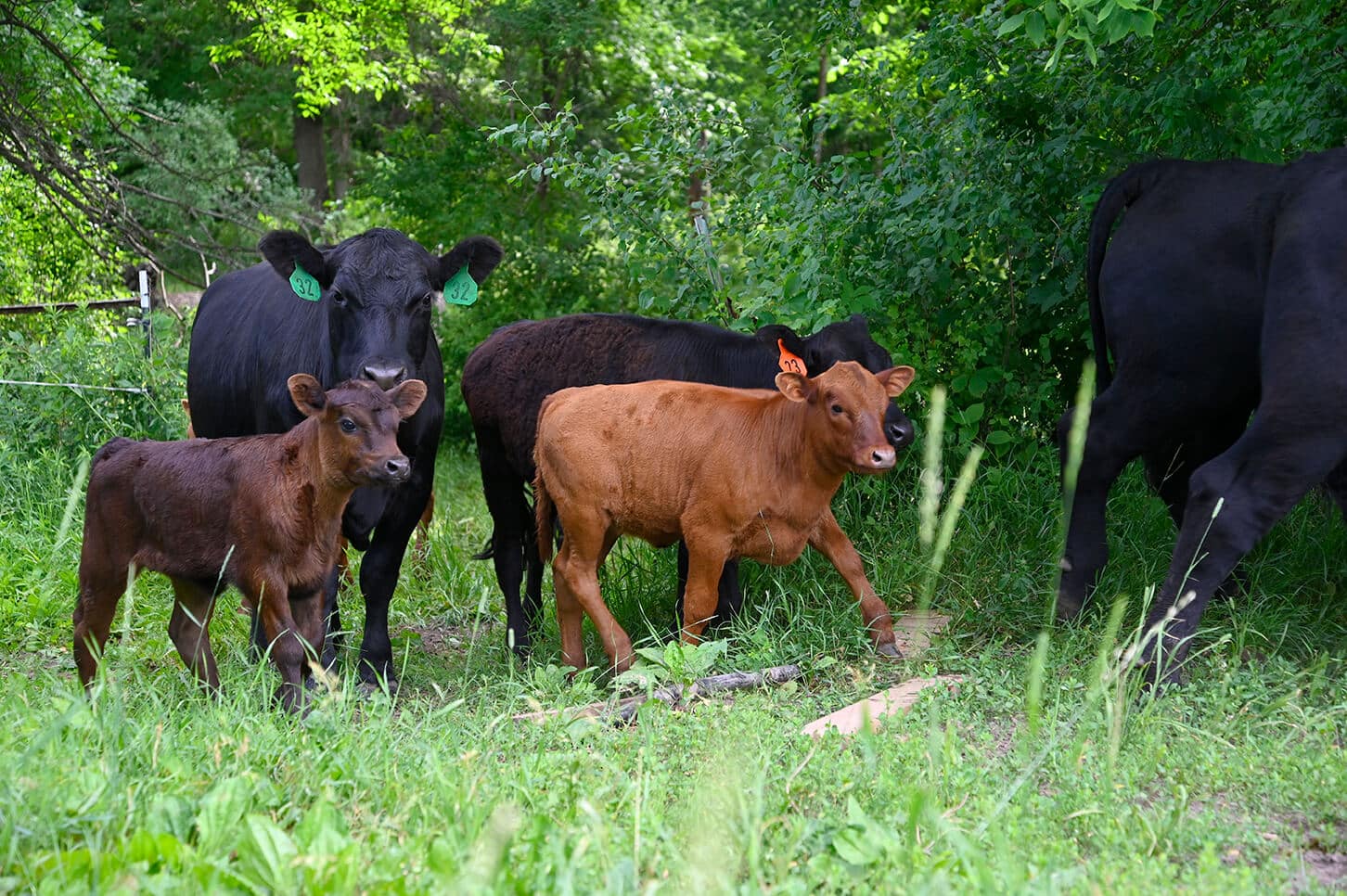 PASTURE GRAZING CATTLE