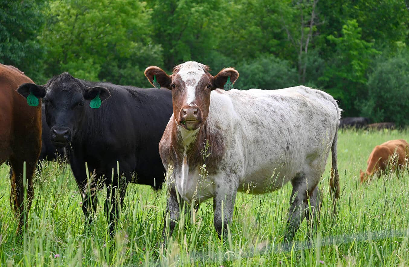 WE BRING YOU LOCALLY SOURCED GRASS FED BEEF