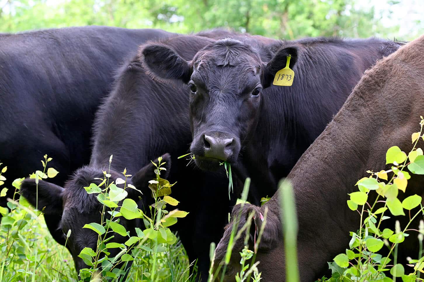 100% GRASS FED BEEF DELIVERY