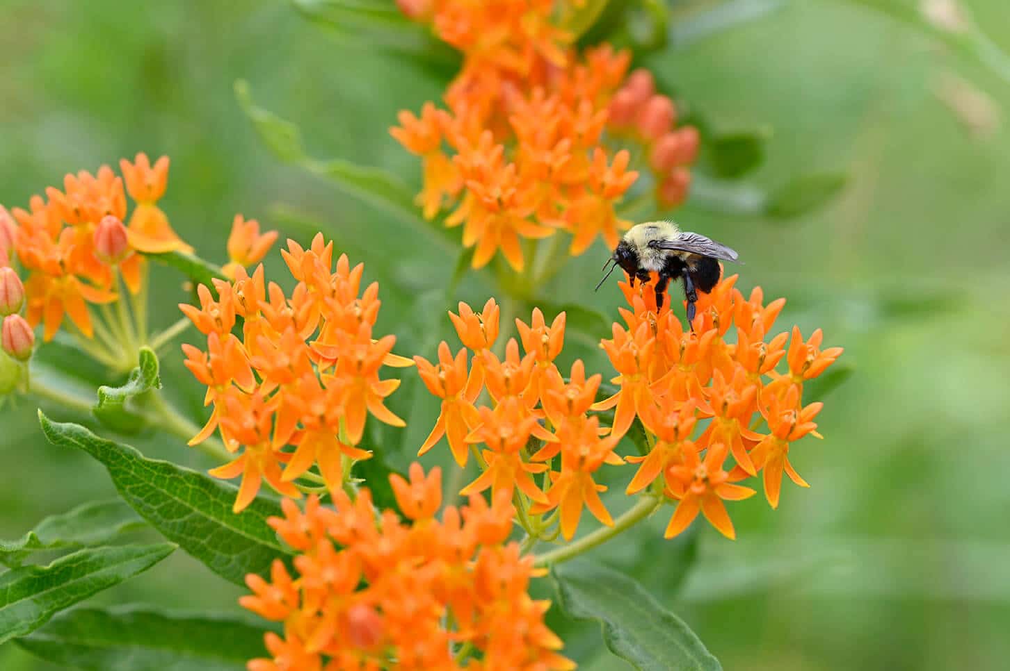 BIODIVERSITY FARMING