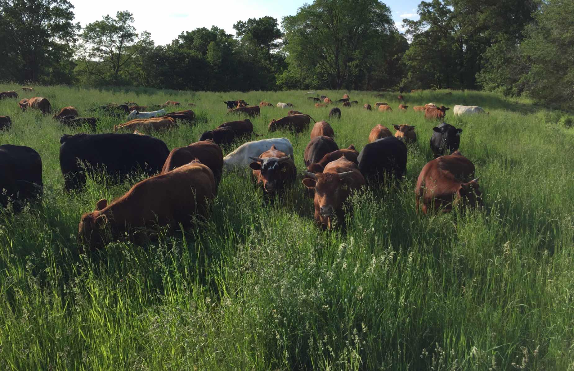 100% GRASS FED PASTURE RAISED BEEF