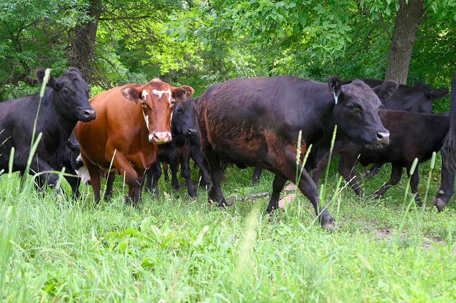 NUTRIENT DENSITY & HEALTH BENEFITS