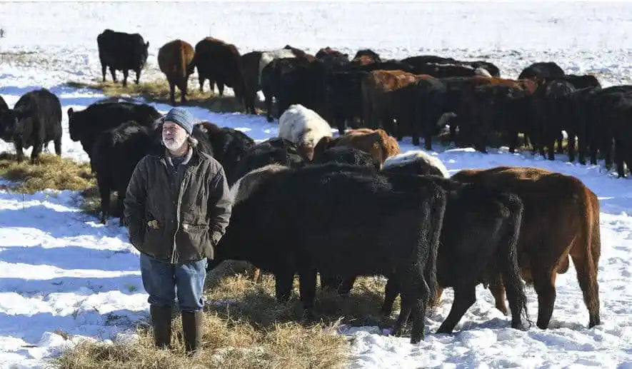 Minnesota farmer, distributor raises beef to improve soil