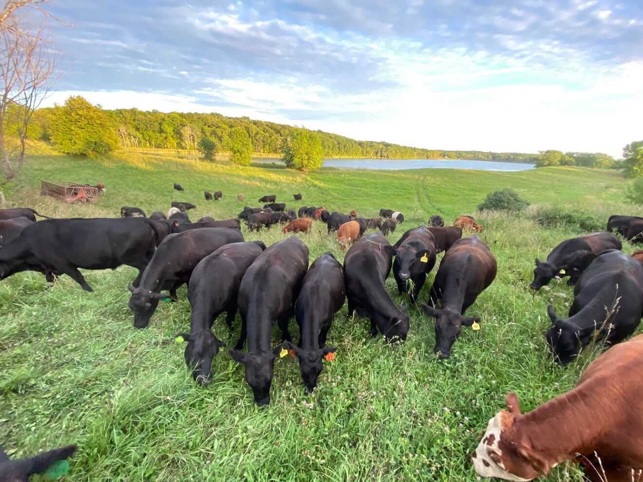 Your next pair of Timberland boots could come from a Minnesota farm