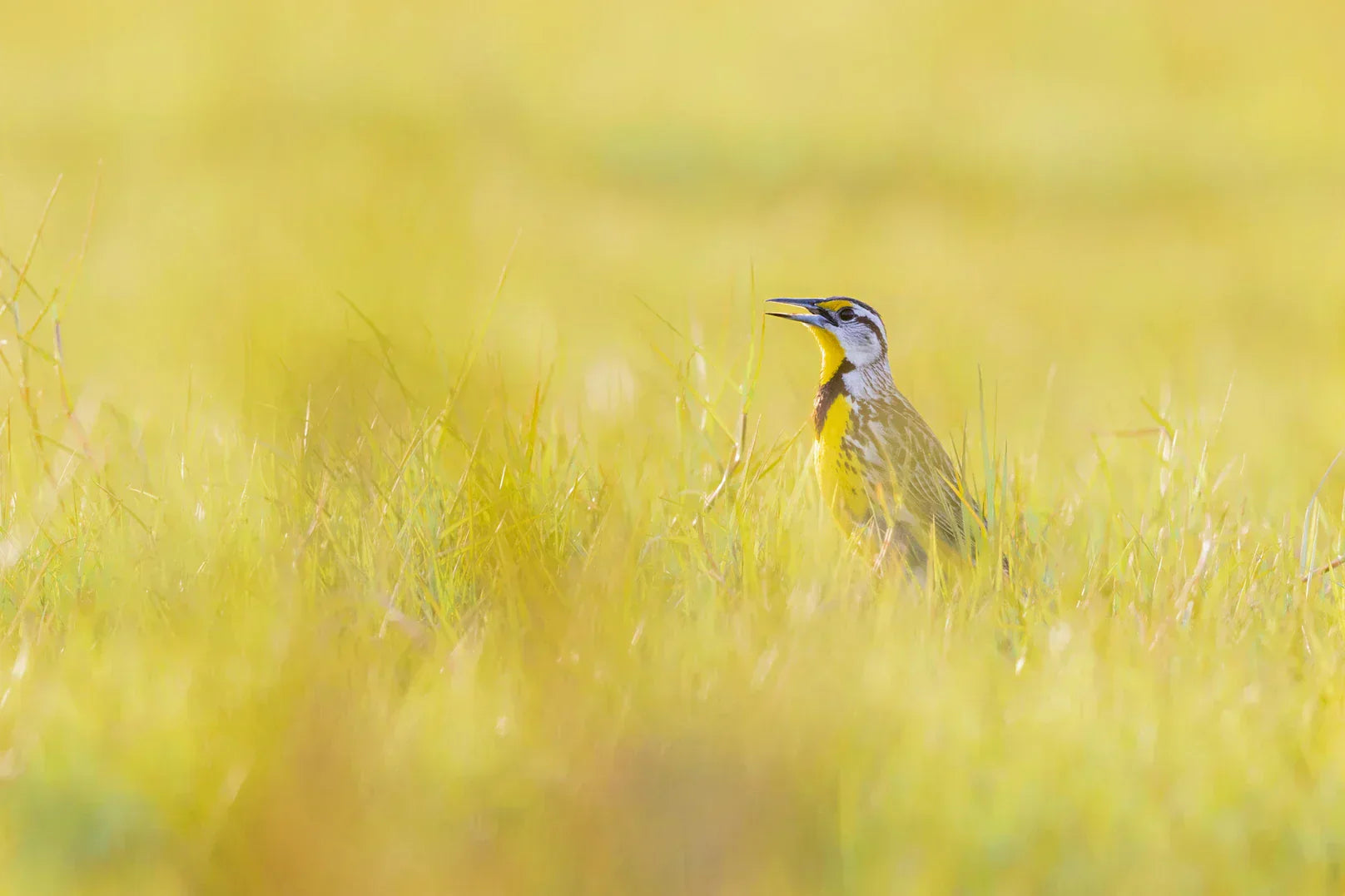 Thousand Hills Lifetime Grazed Ranch Network Earns Audubon’s Bird-Friendly Land Certification