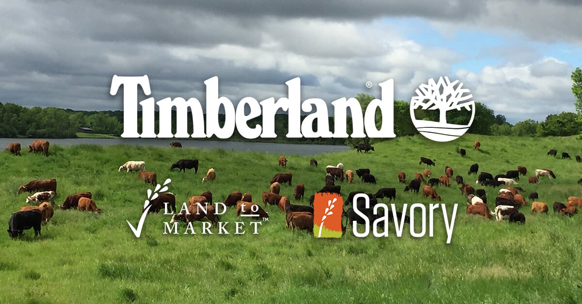 TIMBERLAND & SAVORY INSTITUTE PARTNER TO BUILD REGENERATIVE LEATHER SUPPLY CHAIN