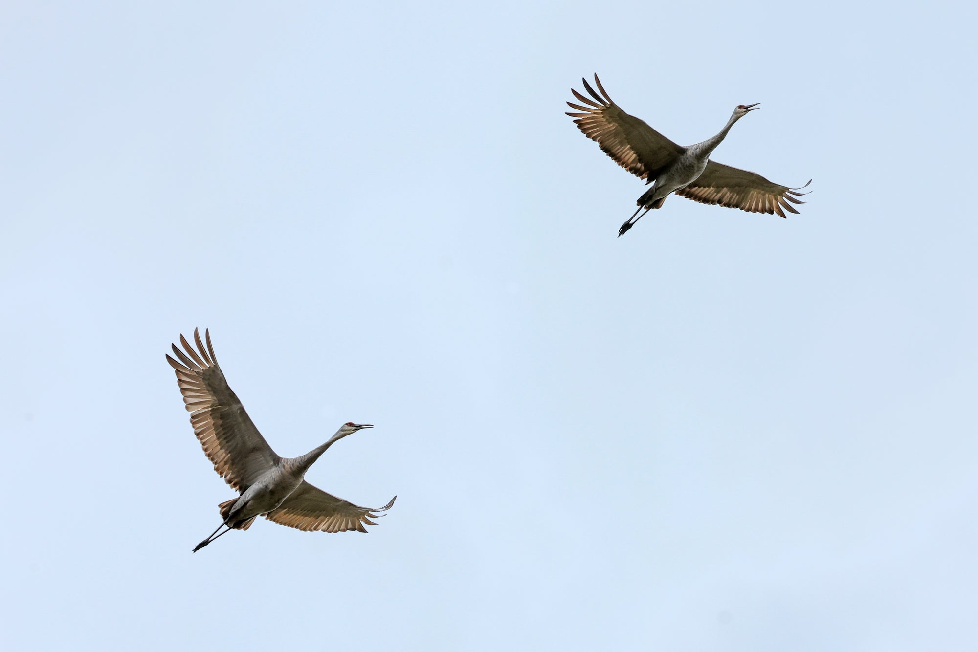 THOUSAND HILLS LIFETIME GRAZED: NOW AUDUBON CERTIFIED BIRD-FRIENDLY LAND 