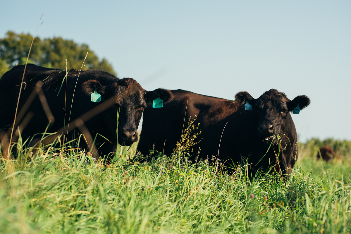 REGENERATING THE FUTURE OF FOOD