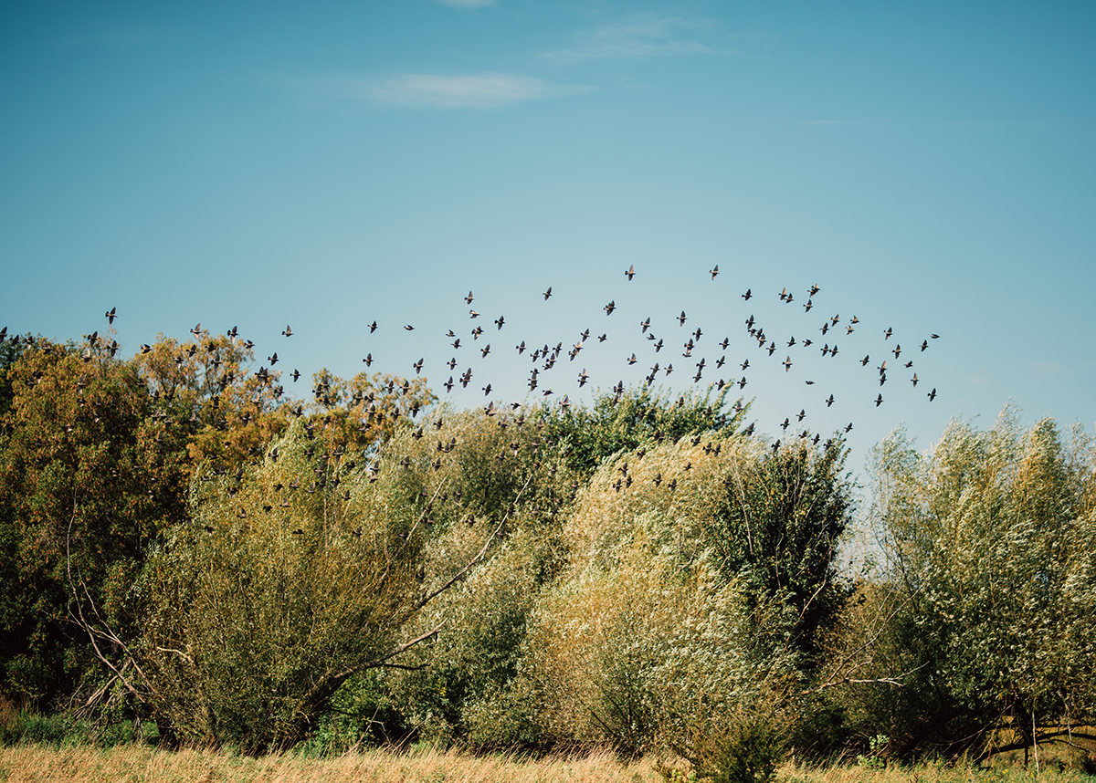 Thousand Hills Lifetime Grazed: Now Audubon Certified Bird-Friendly Land 