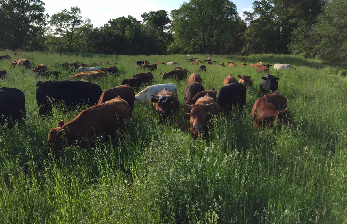 Grass Fed Beef – Thousand Hills Lifetime Grazed