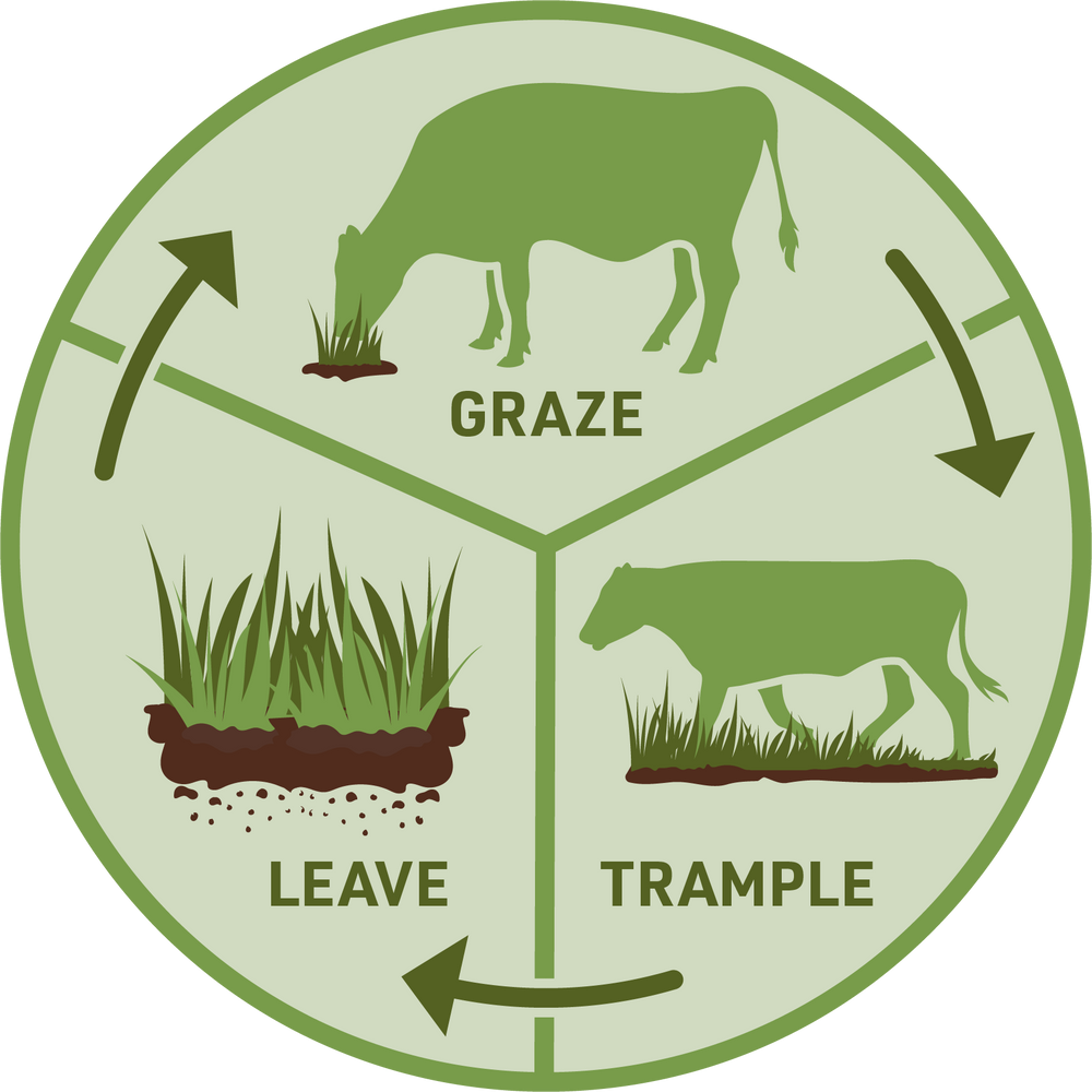 Grazing Process Regenerative Agriculture – Thousand Hills Lifetime Grazed