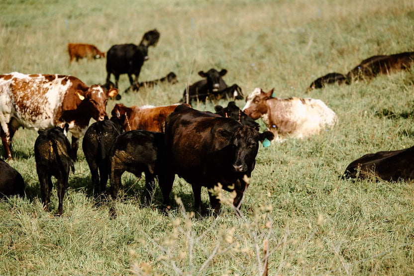 Grass Fed Beef – Thousand Hills Lifetime Grazed